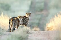 Jagen in Namibia: Honeymoon im Naturreservat