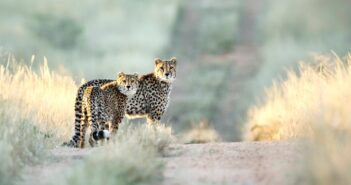 Jagen in Namibia: Honeymoon im Naturreservat