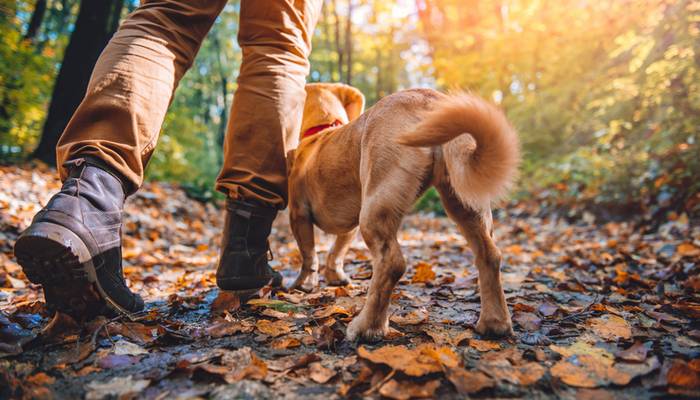 Eine echte Zündkerze ersetzt keine Attrappe, versuchen Sie dies also bitte auf keinen Fall! (Foto: shutterstock - Zivica Kerkez)