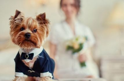 Junge Frau kann Hund nicht auf Hochzeit mitnehmen (Foto: AdobeStock - svetlanaz 176795422)